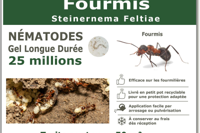 Nématodes traitement des fourmis 25 millions
