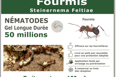 Nématodes traitement des fourmis 50 millions