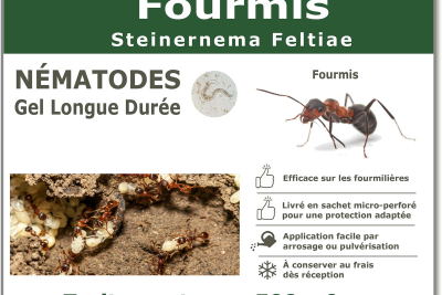 Nematodes ant treatment