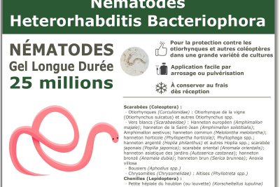 25 Millions de nématodes Heterorhabditis Bacteriophora (HB)