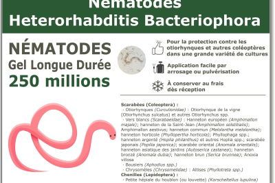 50 milionów nicieni Heterorhabditis Bacteriophora (HB).