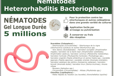 5 milionów nicieni Heterorhabditis Bacteriophora (HB).