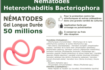 50 Millions de nématodes Heterorhabditis Bacteriophora (HB)