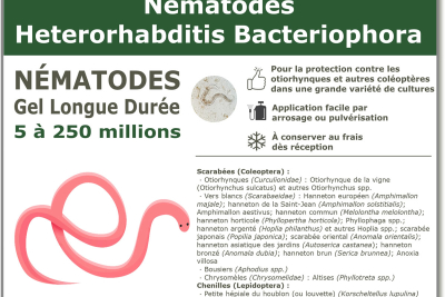 Nématodes Heterorhabditis Bacteriophora (HB)