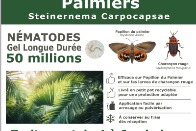 Traitement Palmiers - 50 Millions Nématodes (SC) Solu'Néma