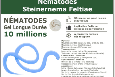 10 εκατομμύρια Steinernema Feltiae Nematodes (SF)