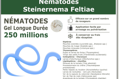 250 εκατομμύρια Steinernema Feltiae Nematodes (SF)