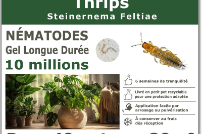 Nématodes (SF) Solunema pour Les Thrips 10 millions SF