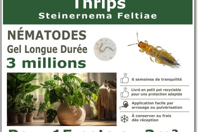 Thrips 3 millions de nématodes