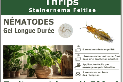 Treatment against thrips with Steinernema feltiae nematodes