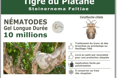 10 million nematodes for the plane tree tiger
