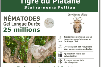 Nematodes-tigre-du-platane-25-millions