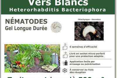 Treatment against white grubs - otiorhynchus - beetle with Steinernema feltiae nematodes