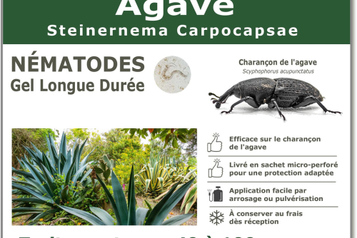Nématodes Agaves