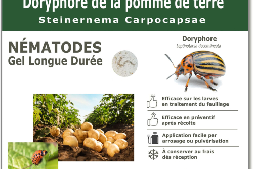 Nématodes Steinernema Carpocapsae pour le traitement biologique des larves du doryphore de la pomme de terre