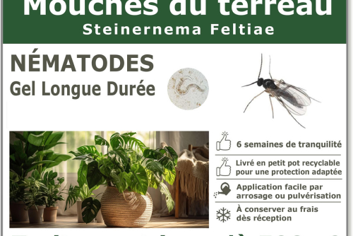 Traitement contre la mouche du terreau avec les nématodes Steinernema feltiae