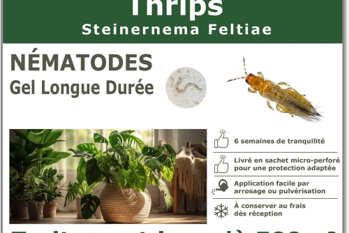 Traitement contre les thrips avec les nématodes Steinernema feltiae